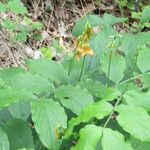 Lathyrus aureus Hábito