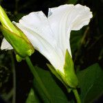 Calystegia silvatica Floare
