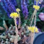 Petrosedum ochroleucumЦветок