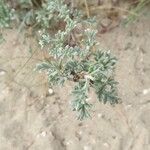 Artemisia maritima ᱥᱟᱠᱟᱢ