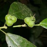 Cleidion castaneifolium Fruit