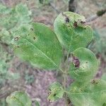 Fraxinus mandshurica Leaf