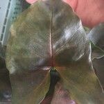 Syngonium auritum Leaf