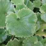 Campanula garganica Blad