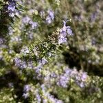 Salvia jordanii ᱵᱟᱦᱟ