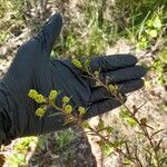Melaleuca nodosa Leaf