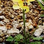 Verbascum cylleneum Habit