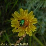 Hypochaeris radicata Blüte