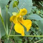 Impatiens pallida Květ