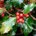 Ilex aquifolium Leaf