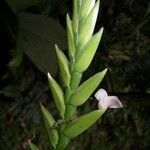 Lemeltonia monadelpha その他の提案