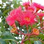 Corymbia ficifolia Bloem