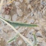 Atractylis carduus Hoja
