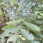 Juglans nigra Leaf