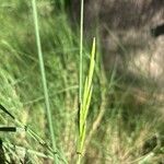 Brachypodium phoenicoides Blomst