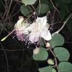 Capparis spinosa Çiçek