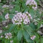 Valeriana tripteris Blüte