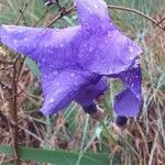 Iris lutescens Blüte
