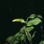 Philodendron rudgeanum Лист