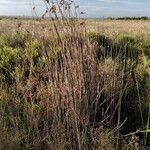 Schoenoplectus californicus Tabia