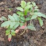 Mahonia bealei Leht