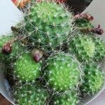 Rebutia minuscula Flower