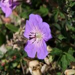 Geranium wallichianum Flower