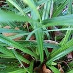 Carex pendula Feuille