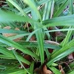 Carex pendula Leaf