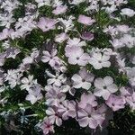 Phlox caespitosa Floare