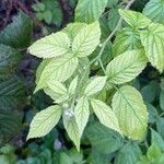 Rubus idaeus Leaf