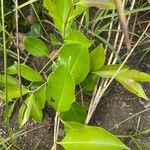 Syzygium caryophyllatum Blatt