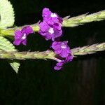 Stachytarpheta mutabilis फूल