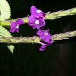 Stachytarpheta mutabilis Flower