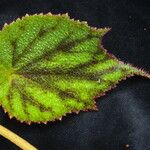 Begonia picta Агульны выгляд