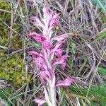 Anacamptis coriophora ফুল