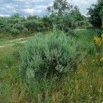 Cytisus multiflorus Habit