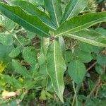 Allamanda schottii Leaf