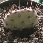 Opuntia macrocentra List