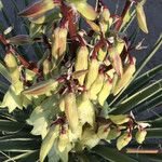 Yucca baccata Flor