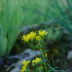 Linum flavum Blüte