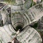 Aechmea fasciata Leaf