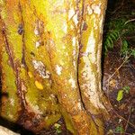 Colubrina elliptica Bark