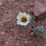 Catananche arenaria Flower