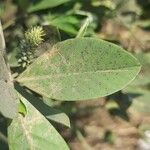 Crotalaria pallida Лист