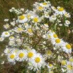 Erigeron strigosus Fula