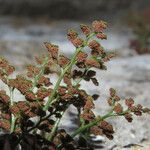 Asplenium ruta-muraria फल