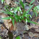 Claytonia caroliniana Hoja