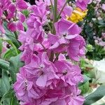 Matthiola incana Rinde