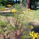 Senecio integerrimus Habitus